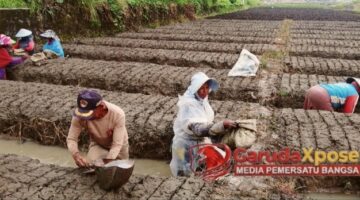 Petani Gigih Desa Pagejugan: Warudin dan Jaronah, Merajut Harapan dari Tanah Subur
