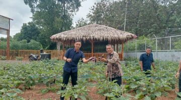 Panen Terong SAE Rutan Kelas I Palembang, Bukti Nyata Pembinaan Kemandirian Warga Binaan