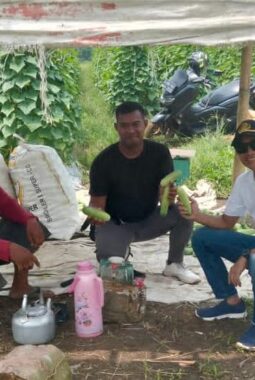 Panen Pertama Menanam Ketimun Lebih Memuaskan, Hasilnya Tidak Diragukan, Ini Kata Eris Kades Carenang Cisoka