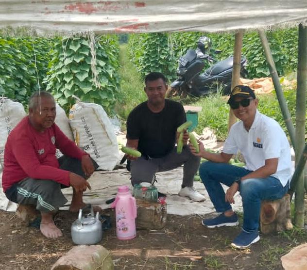 Panen Pertama Menanam Ketimun Lebih Memuaskan, Hasilnya Tidak Diragukan, Ini Kata Eris Kades Carenang Cisoka