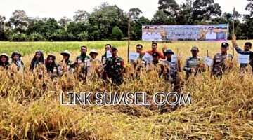 Sukses Laksanakan Panen Raya Padi 2026 Dilakukan Desa Penanggiran Gunung Megang Muara Enim Sumatera Selatan