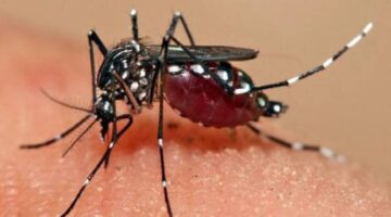 DBD di Tangerang Selatan Terjadi Pergeseran Menurun, Diharapkan Program Satu Rumah Satu Jumantik Terus Berjalan