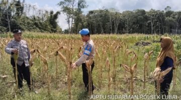 Polsek Rambang Lubai Monitoring Tanaman Jagung, Wujud Nyata Dukung Ketahanan Pangan