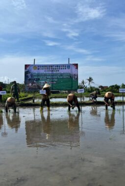 Antisipasi Kemarau Panjang, Banyuwangi Percepat Tanam Padi Serentak