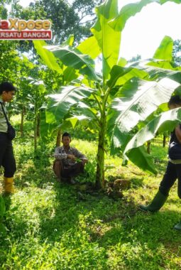 PAKAK KRESEK MAJANG, PISANG ASLI LUMAJANG TAHAN PENYAKIT