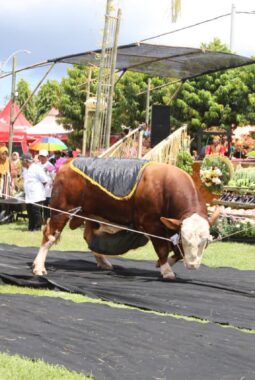 Parade Sapi Jumbo di Kontes, Pameran, dan Bursa Ternak, Ajang Promosi Ternak Unggul Banyuwangi