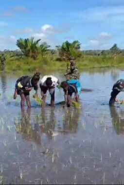 Dansatgas Yonif 123/Rajawali Dorong Ketahanan Pangan, Pos Kimaam Tanam Padi Bersama Warga Distrik Kimaam