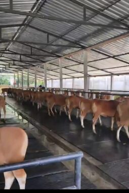 Distan Pangan Bali Pastikan Pengeluaran Sapi Berdasarkan Analisis Populasi