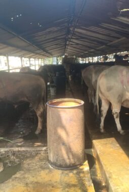Hasil Verifikasi Lapangan, DLHK Sebut Peternakan Sapi Belum Ada Ijin