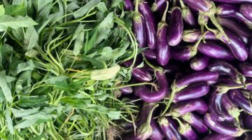 Pegawai dan Peserta Magang Rutan Kelas I Palembang Panen Terong dan Kangkung di Area Ketahanan Pangan