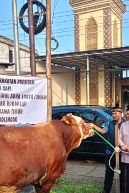 Masjid Ar Raudlah Wonoasih Terima Sapi Kurban Presiden Prabowo 917 Kilogram