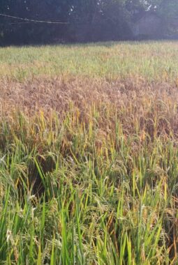 Wabah Wereng Ancam di Pakuniran, Dinas Pertanian Turun Tangan