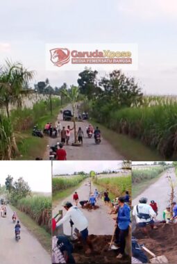 WARGA SENEPOREJO TANAM KEMBALI POHON PISANG DI TENGAH JALAN, SIMBOL KEKECEWAAN KARENA TUNTUTAN TAK KUNJUNG DIPENUHI