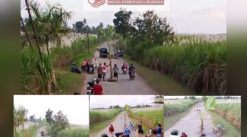WARGA SENEPOREJO TANAM KEMBALI POHON PISANG DI TENGAH JALAN, SIMBOL KEKECEWAAN KARENA TUNTUTAN TAK KUNJUNG DIPENUHI