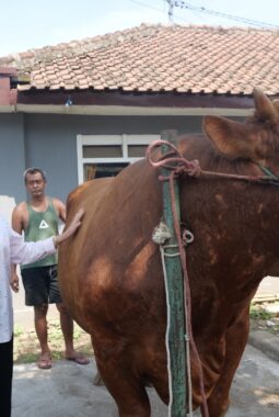 Sapi Kang Jo Terpilih Jadi Hewan Kurban Presiden Prabowo, Angkat Potensi Peternak Lokal Lumajang