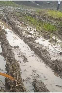 Mediasi Pengrusakan Lahan di Desa Lembengan Kecamatan Ledokombo Jember Berakhir Buntu