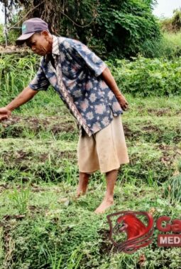 4 Suwat (Blok) Bawang Merah Milik Petani Pagejugan Raib Dibedol Maling, Korban Enggan Lapor