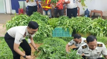 Panen Kangkung Capai 72,2 Kilogram, Rutan Kelas I Palembang Perkuat Program Ketahanan Pangan Nasional