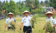 Lahan SAE Paswangi Kembali Memasuki Masa Panen Padi, Proyeksi Hasil Capai 2,4 Ton Gabah