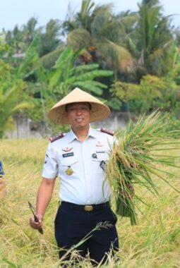 Lahan SAE Paswangi Kembali Memasuki Masa Panen Padi, Proyeksi Hasil Capai 2,4 Ton Gabah