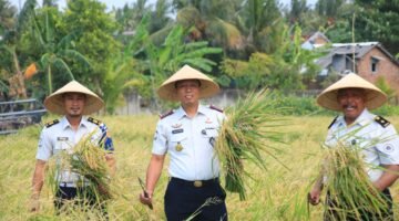 Lahan SAE Paswangi Kembali Memasuki Masa Panen Padi, Proyeksi Hasil Capai 2,4 Ton Gabah