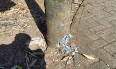 Angin Kencang Melanda di Lereng Bromo, Kayu Patah Hingga Tiang Listrik Retak