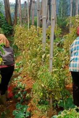 Petani Tengger Bromo Tak Lagi Sumringah Harga Tomat Anjlok Jelang Hari Raya Karo