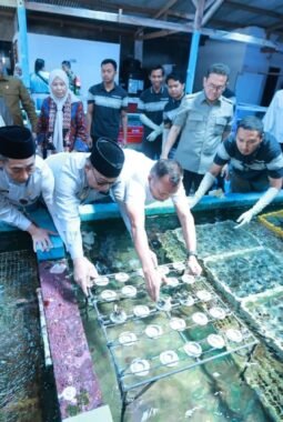 Ekspor ke 20 Negara, Koral Budidaya Banyuwangi Diminati Pasar Global