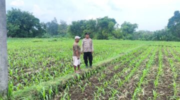 Jaga Produksi Pangan, Polisi Kedopok Turun Langsung Cek Perkembangan Jagung Warga
