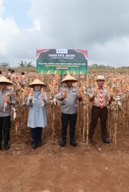 Jaga Surplus Pangan, Kapolda Jatim dan Bupati Ipuk Kembali Panen Raya Jagung di Banyuwangi
