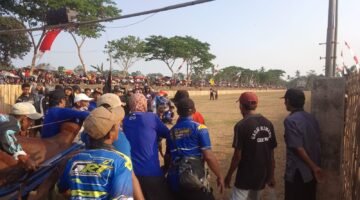 Kerapan Sapi Tradisional Perebutan Juara 1, 2 & 3 di Dusun Kebunan Tanggul Wetan, 125 Peserta Sapi Tarung, Penonton Berdatangan dari Luar Tanggul