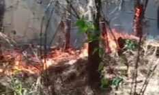 Kawasan Hutan Pinus di Pronojiwo-Lumajang Mengalami Kebakaran Hebat