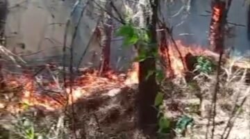 Kawasan Hutan Pinus di Pronojiwo-Lumajang Mengalami Kebakaran Hebat
