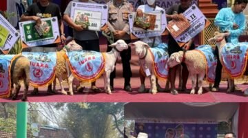 Kontes dan Pameran Ternak Lumajang 2026 Digelar di Wonorejo, Polsek Kedungjajang Pastikan Kegiatan Aman