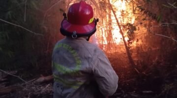 Angin Kencang Saat Kebakaran Bambu di Perumahan Bogowonto, Damkar Probolinggo Langsung Bergerak